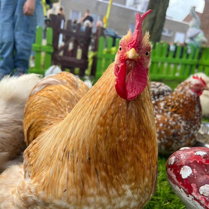 knuffelfarm boekt u bij www.zorg-artiesten.nl